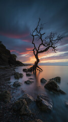 Dramatic Dead Tree Silhouette at Sunset Seaside Cliff