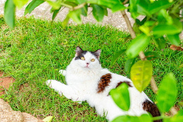 gato branco e preto no gramado