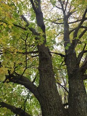 Tall tree with green leaves and hints of yellow near a cloudy sky in autumn season