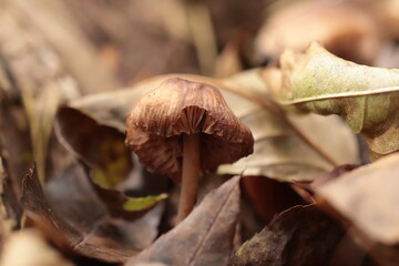dried mushrooms in the forest