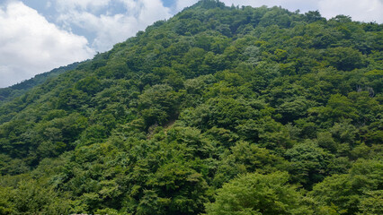 Obraz premium 夏の山,