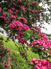 A tree blooming with bring pink blossoms. Landscape design, garden ideas 