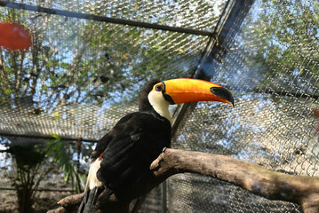 a big toucan with yellow beak standing on a branch in the zoo in sunny day