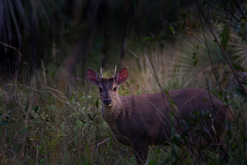 deer in the forest