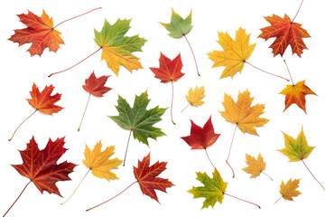 Fototapeta premium Vibrant fall maple leaves in shades of red, orange, yellow, and green are softly falling, isolated on a simple background.