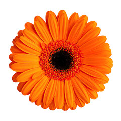 Vibrant, fully bloomed orange flower with a dark center against a stark black background