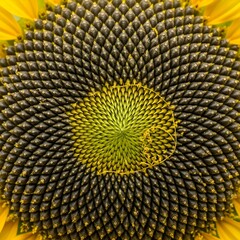 Sunflower Seed Spiral Macro (Fibonacci Pattern)