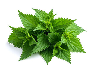 Raw green nettles as vegetables white isolated generative AI