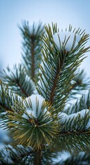 Obraz premium Snow Covered Pine Tree Branch Close Up in Winter Weather Scene Beautiful Nature View