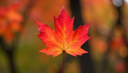 Fototapeta premium Autumn Maple Branch Macro with Droplets Macro photography of a single branch of a vibrant red maple leaf, covered in tiny glistening dew drops. The background is a soft, blurred bokeh of warm autumn