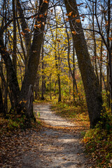 autumn in the forest