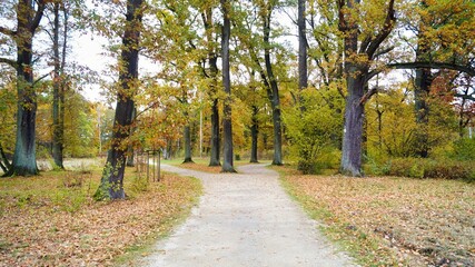 Obraz premium autumn