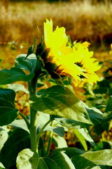 Sunlight on late season sunflowers