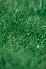 Dewdrops on green grass during rain, shot in close-up.