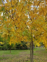 Naklejka premium Vibrant yellow leaves on trees in a serene park during autumn afternoon