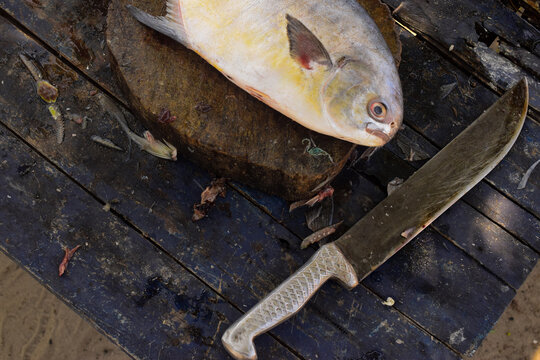 Peixe freco com uma faca ao lado 