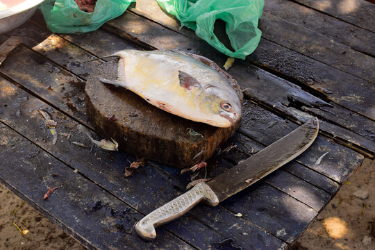 Consertado peixe, peixe sendo limpado e preparado em cima de t&aacute;bua de madeira 