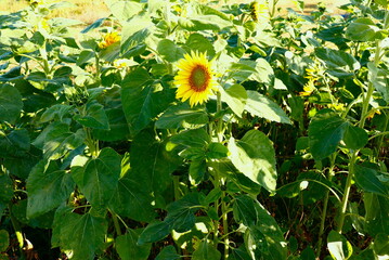 Sunflower field end of season