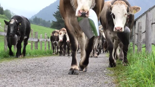 Almabtrieb in Sch&ouml;llang, Kuhherde mit Glocken l&auml;uft auf Wanderweg mit Bergen, Allg&auml;u, Tradition