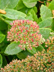 Orpinia flowers or Hylotelephium telephium, also known as garden sedum, are summer flowers in the fall.