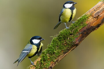 Great Tits (Parus major) perched on an old moss-covered branch — common bird species in the Czech Republic. © czjonyyy