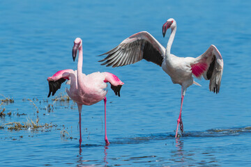 Beautiful Pink and White Lesser Flamingos (Phoeniconaias minor) Displaying their Beautiful Colours at Lake Nakuru Kenya with blue waters in the background
