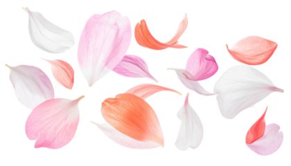  Falling Spring Blossoms and Petals Floating in Motion, Isolated Design Element png