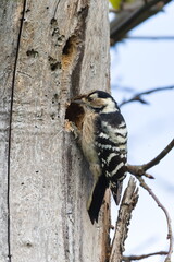 Lesser Spotted Woodpecker (Dryobates minor) female pecking a hole in a dry tree trunk — rare bird species in the Czech Republic