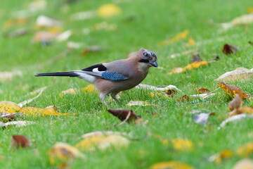 Eurasian Jay (Garrulus glandarius) standing in grass among fallen autumn leaves — a common bird species in the wild in the Czech Republic.