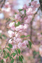 A soft-focus close-up of delicate pink cherry blossoms hanging on a single branch, captured with a dreamy bokeh background.