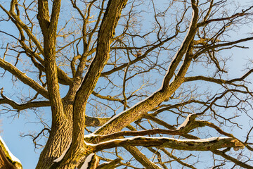 Trees in the Białowieża Forest in winter.