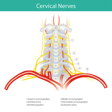 This diagram illustrates the detailed structure of a duplicated chromosome, including its key components. It shows the X-shape composed of two identical sister chromatids (6) joined at the centromere 
