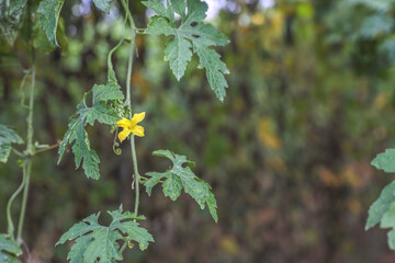 Bitter gourd or bitter melon,momordica charantia flower on vine plant	
