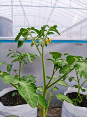 plants in a greenhouse