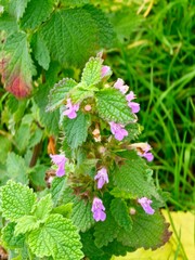 Black ferret, Ballota nigra is an annual herbaceous plant of the Lamium family. It is native to the Mediterranean and Central Asia and is found throughout Europe.
