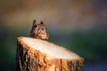 A red squirrel stands behind a tree stump, holding a walnut in its paws on top of the stump on a sunny autumn day.