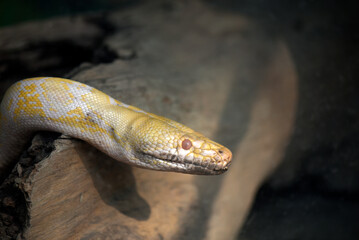 Close up of a Burmese Python inside a glass enclosure