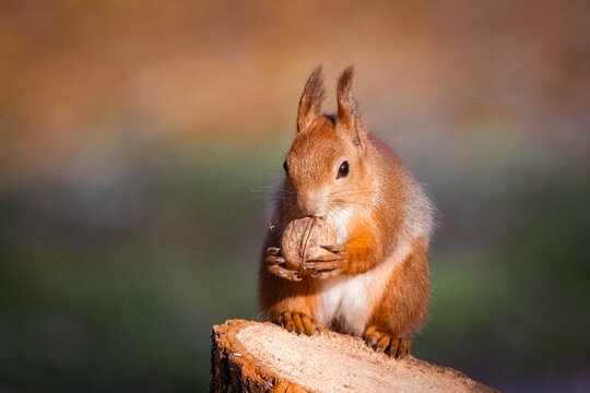 A cute, fluffy red squirrel sits on a tree stump, holding a walnut in its paws against a green-orange background on a golden autumn day.