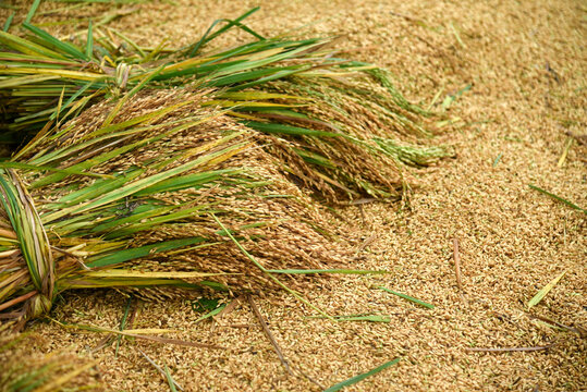 Manually threshing rice grains using feet