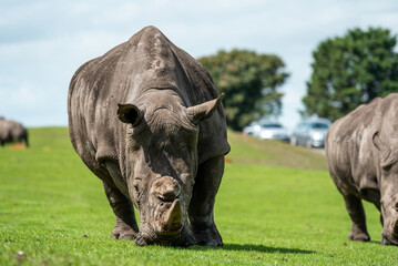 Fototapeta premium Close-up view of a rhinoceros grazing on lush green grass under natural sunlight. Wildlife photography showcasing the texture of the rhino’s skin and powerful horn in detail