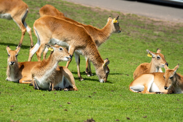 A herd of antelope resting and grazing together on a bright green field in natural sunlight. Peaceful wildlife scene showing herd behavior and summer colors in a safari park setting