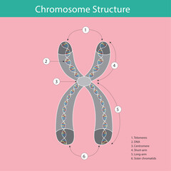 This diagram illustrates the detailed structure of a duplicated chromosome, including its key components. It shows the X-shape composed of two identical sister chromatids (6) joined at the centromere 