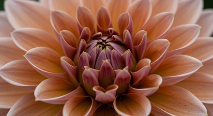 温かい柔らかな光に包まれたダリア幾重にも重なる繊細な花びらが織りなす優雅な美しさ. AI Generated