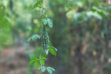 Bitter gourd or bitter melon,momordica charantia on vine plant	
