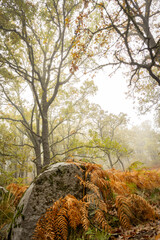 Sierra de Tormantos (Extremadura ) en otoño
