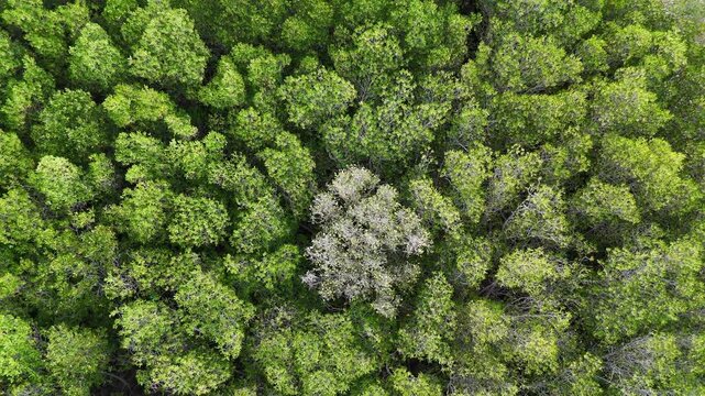 Beautiful mangrove forest aerial top view at Pamekasan, Indonesia. Drone rise up above texture in nature.