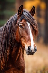 Obraz premium Beautiful horse with flowing mane enjoys daylight in a natural setting