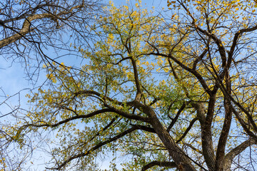 tree in the sky