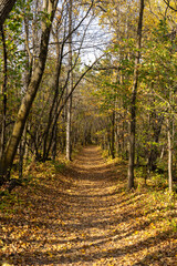 Fototapeta premium path in autumn forest