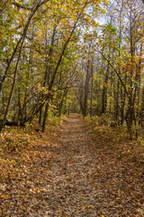 Obraz premium path in autumn forest